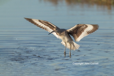 Catoptrophorus-semipalmatus;Flying-Bird;Photography;Willet;action;active;aloft;b