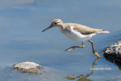 Actitis-macularia;Sandpiper;Spotted-Sandpiper;foraging,-Actitis-macularia;Sandpi