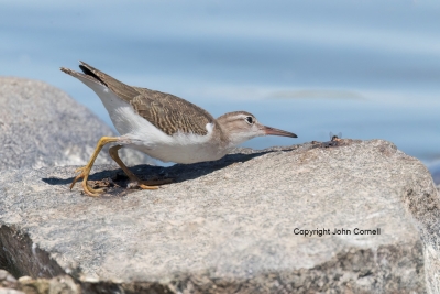 Actitis-macularia;Sandpiper;Spotted-Sandpiper;foraging,-Actitis-macularia;Sandpi