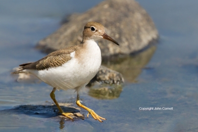 Actitis-macularia;Sandpiper;Spotted-Sandpiper,-Actitis-macularia;Sandpiper;Spott