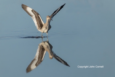 Catoptrophorus-semipalmatus;Flying-Bird;Landing;Photography;Reflection;Willet;ac
