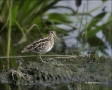 Wilsons-Snipe;shorebirds;one-animal;close-up;color-image;nobody;photography;day;