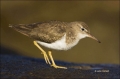 California;Southwest-USA;Spotted-Sandpiper;Sandpiper;Actitis-macularia;shorebird