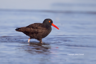 Black-Oystercatcher;Heamatopus-bachmani;avifauna;beach;bird;birds;Black-Oysterca