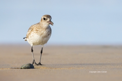 Black-bellied-Plover;Forage;One;Plover;Pluvialis-squatarola;Sand;Shorebird;avifa