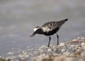Plover;Black-bellied-Plover;Pluvialis-squatarola;Black-bellied-Plover;One;one-an