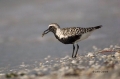 Plover;Black-bellied-Plover;Pluvialis-squatarola;Black-bellied-Plover;One;one-an