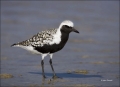 Black-bellied-Plover;Plover;Breeding-Plumage;Florida;Southeast-USA;Pluvaialis-sq