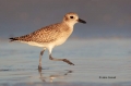 Black-bellied-Plover;Plover;Pluvialis-squatarola;Shorebird;shorebirds;closeup;co