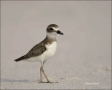Florida;Wilsons-Plover;Plover;Charadrius-wilsonia;shorebirds;one-animal;close-up