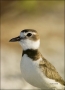 Wilsons-Plover;Plover;Florida;Southeast-USA;Charadrius-wilsonia;shorebirds;one-a