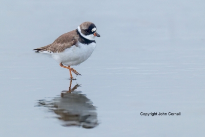 Charadrius-semipalmatus;One;Plover;Semipalmated-Plover;avifauna;bird;birds;color
