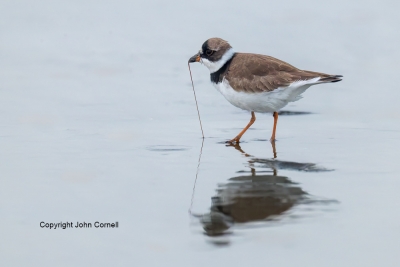 Charadrius-semipalmatus;Feeding-Behavior;One;Plover;Semipalmated-Plover;avifauna