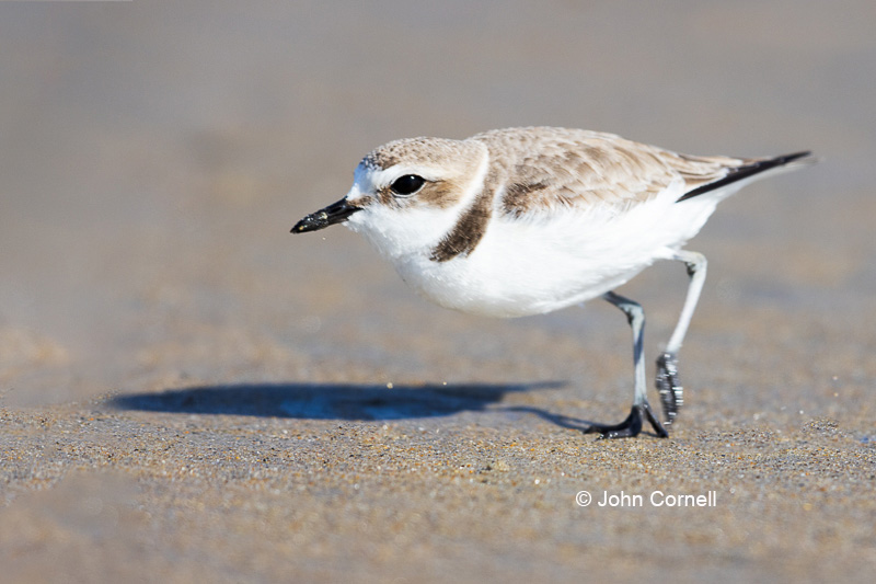 Charadrius nivosus;One;Plover;Sand;Shorebird;Snowy Plover;avifauna;beach;bird;birds;color image;color photograph;feather;feathered;feathers;foraging;natural;nature;outdoor;outdoors;water;wild;wilderness;wildlife