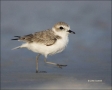 Snowy-Plover;Plover;Florida;Southeast-USA;Charadrius-alexandrinus;shorebirds;one