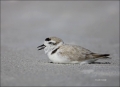Snowy-Plover;Plover;Charadrius-alexandrinus;shorebirds;one-animal;close-up;color