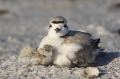 Snowy-Plover;Plover;Charadrius-alexandrinus;Chick;Nest;Nesting;parent;chick;bond