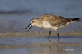 Red_Knots