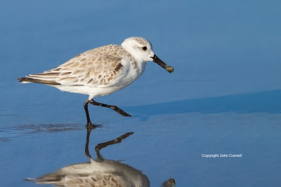 Calidris-alba;Forage;One;Sanderling;Shorebird;avifauna;beach;bird;birds;color-im