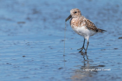 Calidris-alba;Feeding-Behavior;One;Sanderling;Sandpiper;Shorebird;Surf;avifauna;