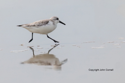 Calidris-alba;One;Sanderling;avifauna;beach;bird;birds;color-image;color-photogr