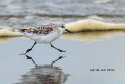 Calidris-alba;One;Sanderling;avifauna;bird;birds;color-image;color-photograph;fe
