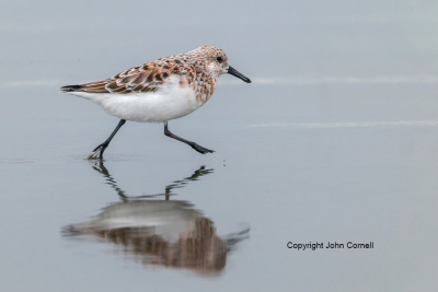 Calidris-alba;One;Sanderling;avifauna;bird;birds;color-image;color-photograph;fe