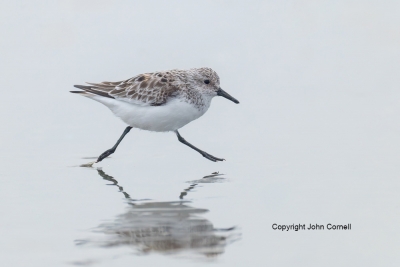 Calidris-alba;One;Sanderling;avifauna;bird;birds;color-image;color-photograph;fe