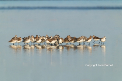 Calidris-alba;Flock;Migration;Resting;Sanderling;avifauna;bird;birds;color-image