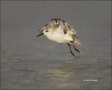 Sanderling;Flight;Florida;Southeast-USA;Calidris-alba;shorebirds;one-animal;clos