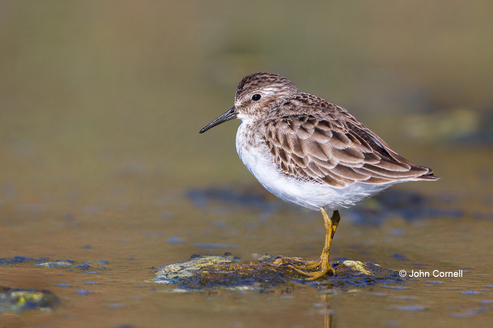 Calidris minutilla;Forage;Least Sandpiper;One;Sandpiper;Shorebird;avifauna;bird;birds;color image;color photograph;feather;feathered;feathers;foraging;natural;nature;outdoor;outdoors;water;wild;wilderness;wildlife