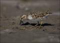 Least-Sandpiper;Sandpiper;Calidris-minutilla;shorebirds;one-animal;close-up;colo