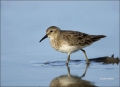 Florida;Southeast-USA;Least-Sandpiper;Sandpiper;Calidris-minutilla;shorebirds;on