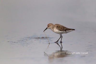 Calidris-mauri;One;Sandpiper;Shorebird;Western-Sandpiper;avifauna;beach;bird;bir