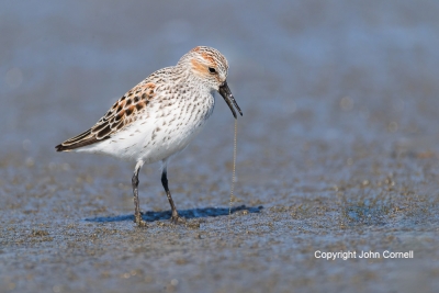 Calidris-mauri;Feeding-Behavior;One;Sandpiper;Shorebird;Surf;Western-Sandpiper;a