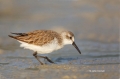 Western-Sandpiper;Sandpiper;Calidris-mauri;Shorebird;shorebirds;closeup;color-im
