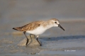 Western-Sandpiper;Sandpiper;Calidris-mauri;Shorebird;shorebirds;closeup;color-im