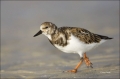 Ruddy-Turnstone;Turnstone;shorebirds;one-animal;close-up;color-image;nobody;phot