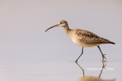 Mumenius-phaeopus;One;Shorebird;Whimbrel;avifauna;beach;bird;birds;color-image;c