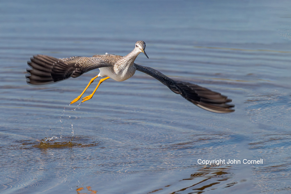 Flying Bird;Greater Yellowlegs;Photography;Shorebird;Tringa melanoleuca;Yellowlegs;action;active;aloft;behavior;birds;color image;flight;fly;flying;foraging;hunting;in flight;motion;movement;one animal;soar;soaring;wing;winged;wings