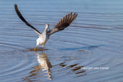 Flying-Bird;Greater-Yellowlegs;Photography;Tringa-melanoleuca;Yellowlegs;action;