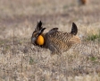 Prairie-Chicken;Minnesota;Male;Breeding-Display;Greater-Prairie-Chicken;one-anim