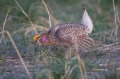 Sharp-tailed_Grouse