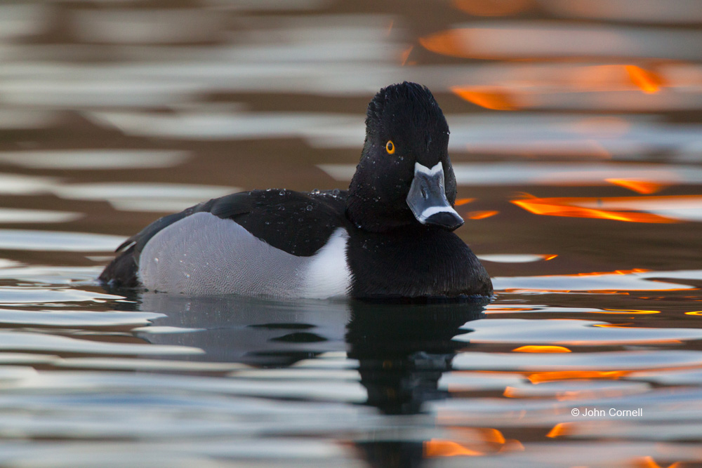 Aythya collaris;Duck;One;Ring-necked Duck;Sunrise;Swimming;Waterfowl;avifauna;bird;birds;color image;color photograph;feather;feathered;feathers;natural;nature;outdoor;outdoors;wild;wilderness;wildlife