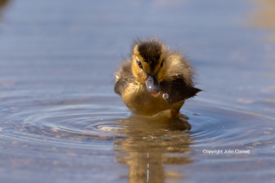 Anas-platyrhynchos;Duckling;Mallard;One;avifauna;bird;birds;chick;color-image;co