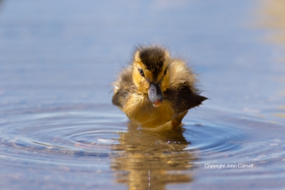 Anas-platyrhynchos;Duckling;Mallard;One;avifauna;bird;birds;chick;color-image;co
