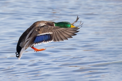 Anas-platyrhynchos;Flying-Bird;Landing;Male;Mallard;Photography;action;active;al