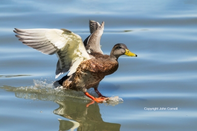 Anas-platyrhynchos;Female;Flying-Bird;Landing;Mallard;Photography;action;active;