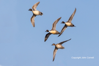 Anas-acutas;Courtship;Courtship-Behavior;Courtship-Ritual;Flying-Bird;Northern-P