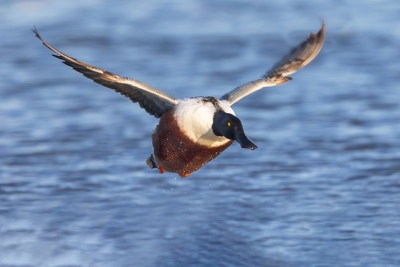 Northern_Shoveler